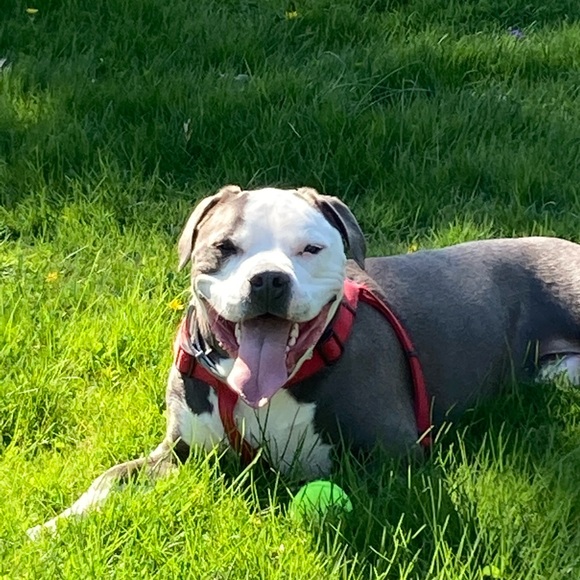 Meet your Posher, Francesca - Picture 13 of 16